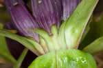 Bottle gentian